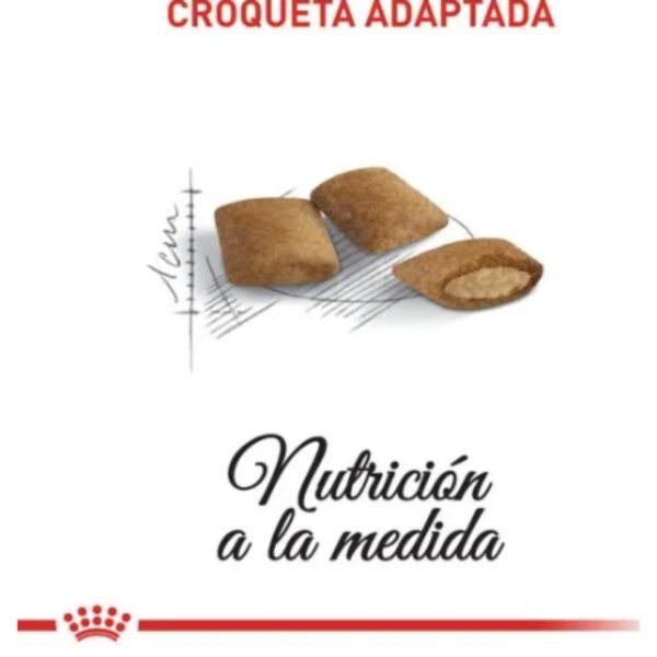 Imagen del tamaño de la croqueta de Royal Canin Ageing 12+. Como referencia de medida se muestra una regla al lado de la croqueta que hace entender que el tamaño de la croqueta no supera un centímetro